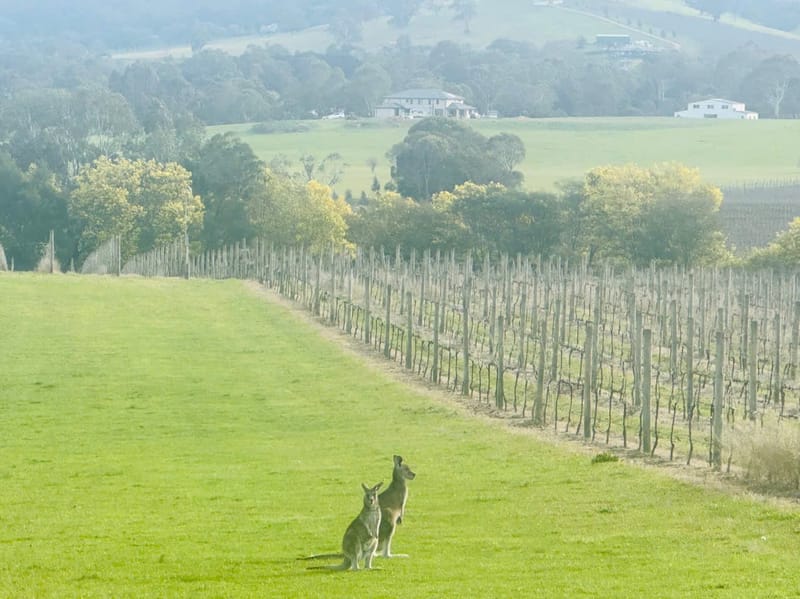 Ozzie Experience in Yarra Valley