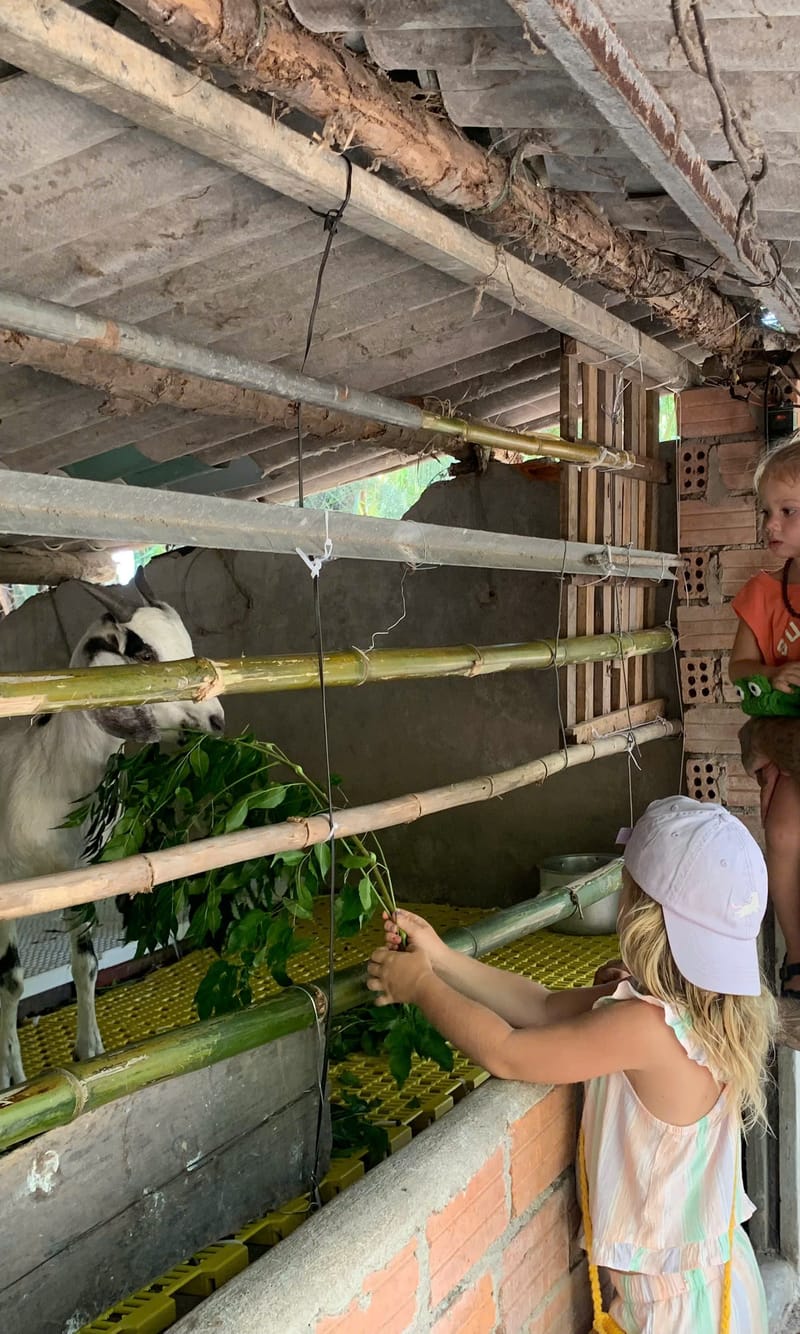 Meet other farm animals
