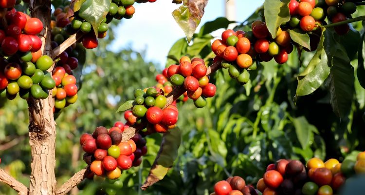 From Hanoi: 2-Day Farm-to-Cup Coffee Experience in Son La with Local Farmers