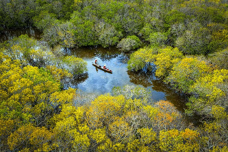 Ru Cha forest